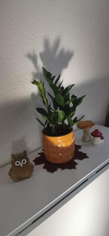 Ferienwohnung Ruhige Sout. Whg. Feldrandnaehe Seligenstadt Exterior foto